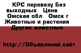 КРС перевезу Без выходных › Цена ­ 15 - Омская обл., Омск г. Животные и растения » Другие животные   